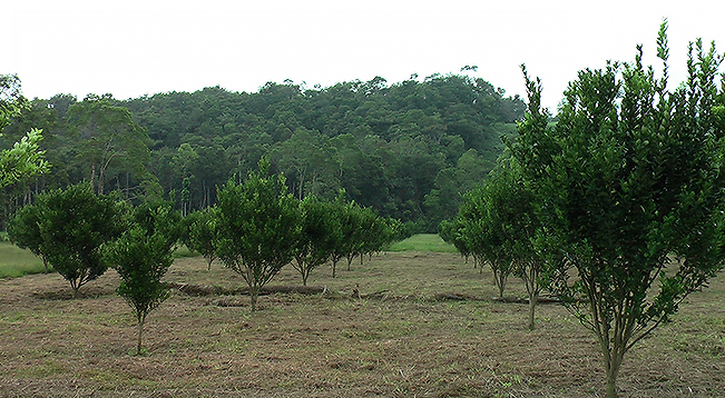 citricos sin riego