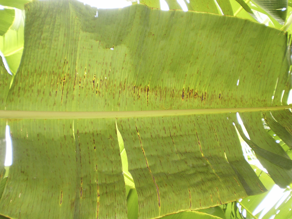 planta con sigatoka negra