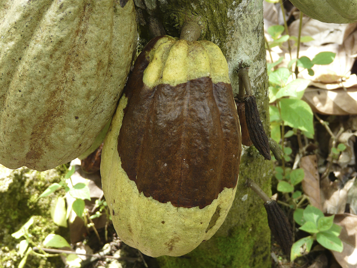Moniliasis en Cacao