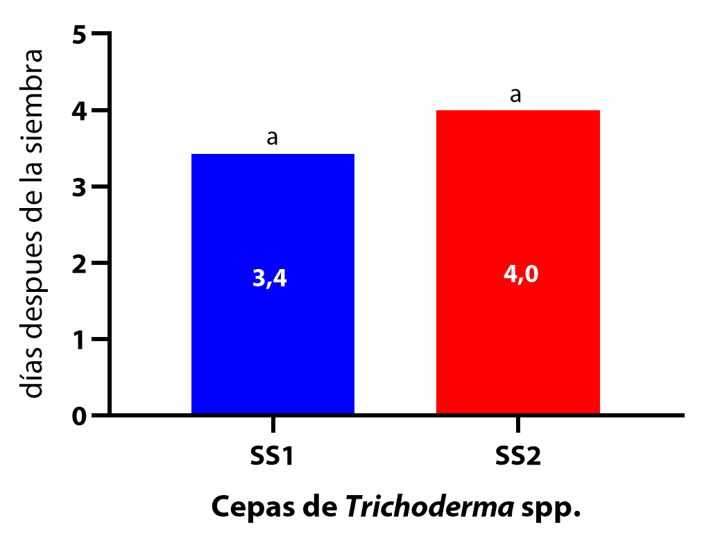 crecimiento antagónico <i>Trichoderma</i>