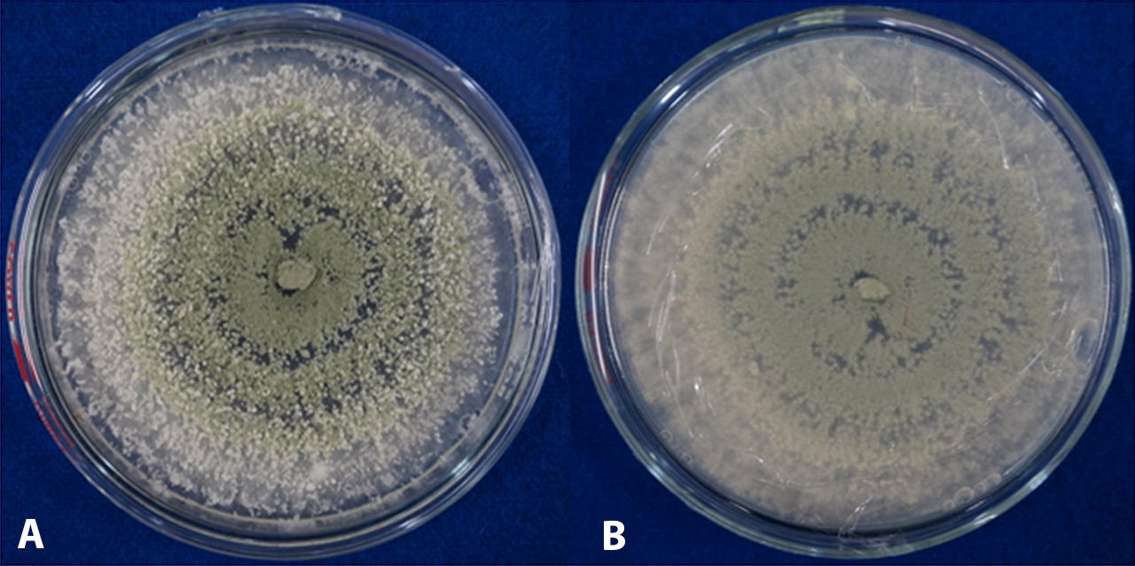 trichoderma