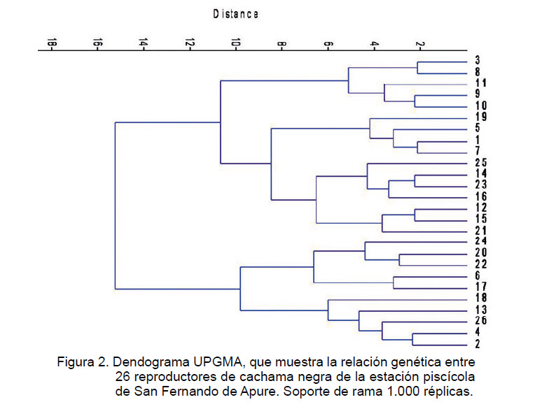 Dendrograma de relación genética en reproductores de cachama blanca