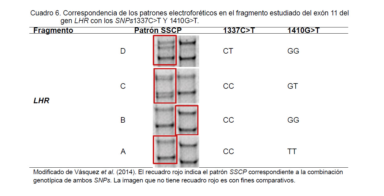 Patrones electroforéticos del Exón 11 del gen LHR