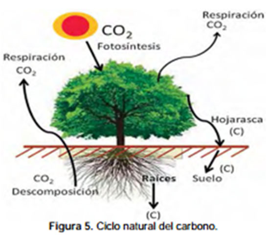 Imagen de portada